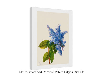 California Lilac Illustration | P107 - Single Art Prints - Piccolo Fiore Prints