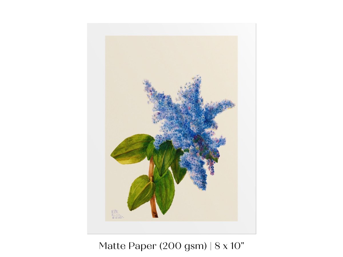 California Lilac Illustration | P107 - Single Art Prints - Piccolo Fiore Prints