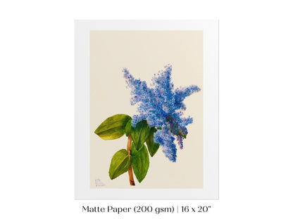 California Lilac Illustration | P107 - Single Art Prints - Piccolo Fiore Prints