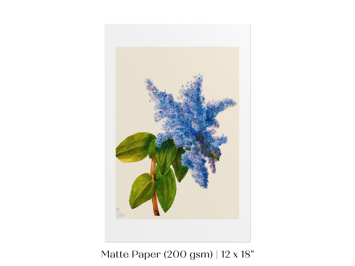 California Lilac Illustration | P107 - Single Art Prints - Piccolo Fiore Prints