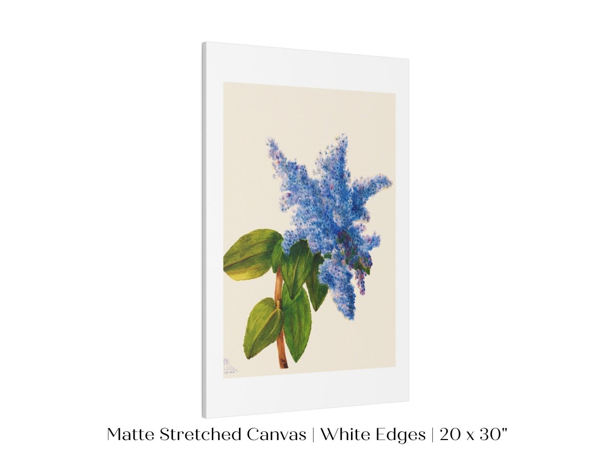 California Lilac Illustration | P107 - Single Art Prints - Piccolo Fiore Prints