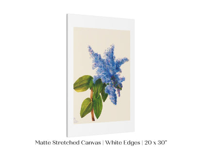 California Lilac Illustration | P107 - Single Art Prints - Piccolo Fiore Prints