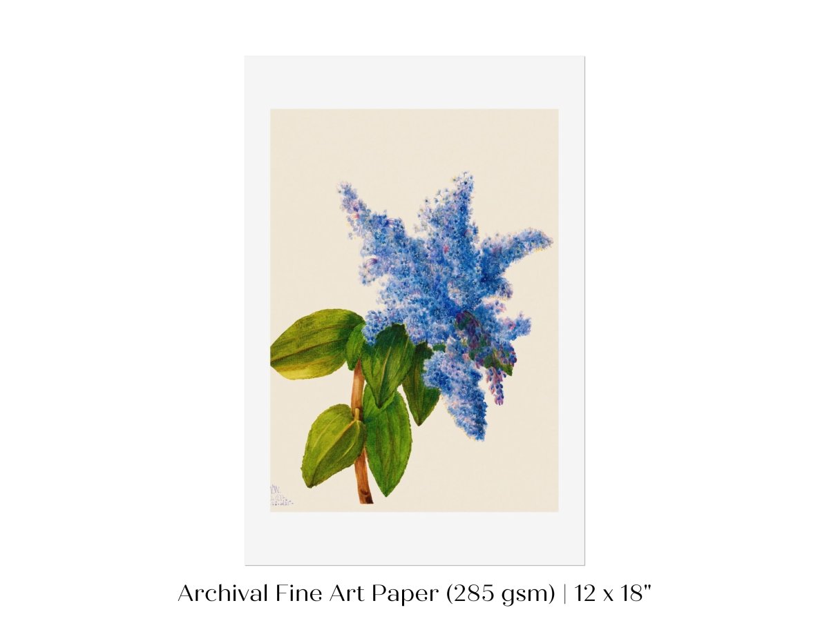 California Lilac Illustration | P107 - Single Art Prints - Piccolo Fiore Prints