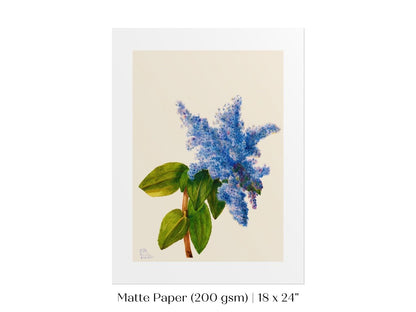 California Lilac Illustration | P107 - Single Art Prints - Piccolo Fiore Prints
