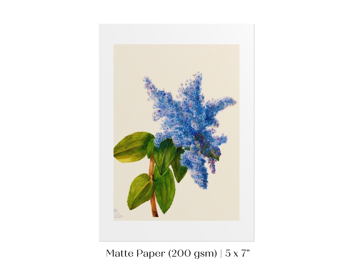 California Lilac Illustration | P107 - Single Art Prints - Piccolo Fiore Prints
