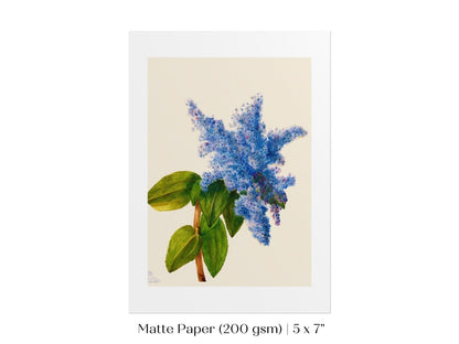 California Lilac Illustration | P107 - Single Art Prints - Piccolo Fiore Prints