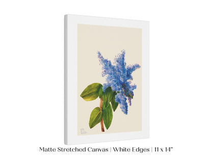California Lilac Illustration | P107 - Single Art Prints - Piccolo Fiore Prints