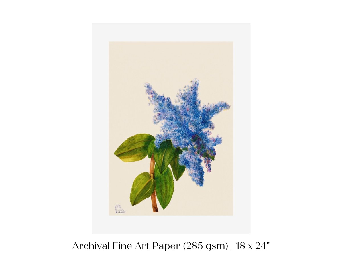 California Lilac Illustration | P107 - Single Art Prints - Piccolo Fiore Prints