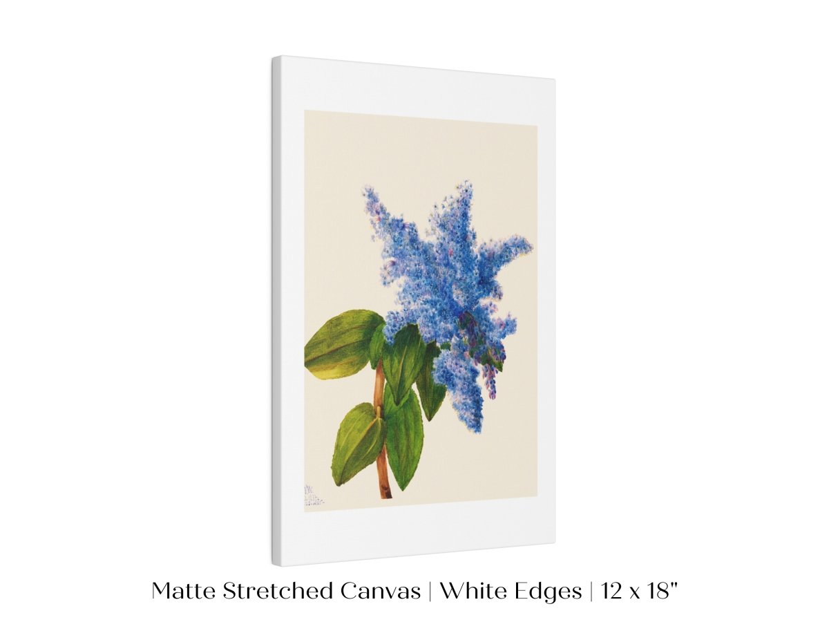 California Lilac Illustration | P107 - Single Art Prints - Piccolo Fiore Prints