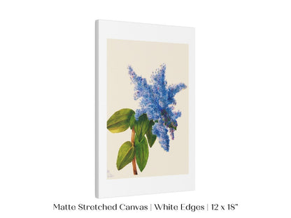 California Lilac Illustration | P107 - Single Art Prints - Piccolo Fiore Prints