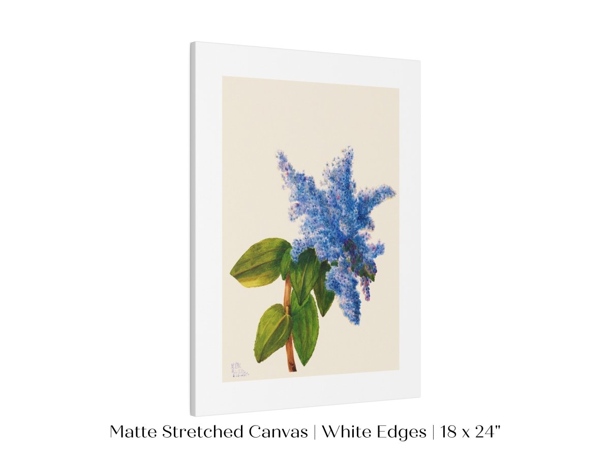 California Lilac Illustration | P107 - Single Art Prints - Piccolo Fiore Prints