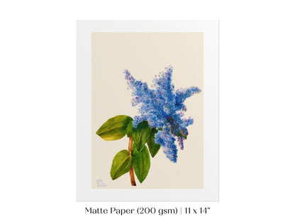California Lilac Illustration | P107 - Single Art Prints - Piccolo Fiore Prints