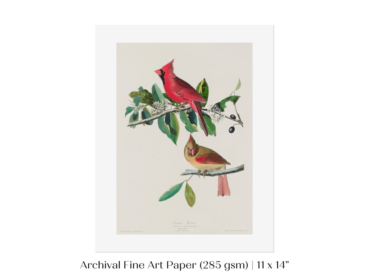 Cardinal Grosbeak Illustration | P49 - Single Art Prints - Piccolo Fiore Prints