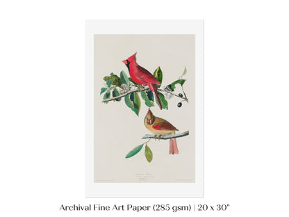 Cardinal Grosbeak Illustration | P49 - Single Art Prints - Piccolo Fiore Prints