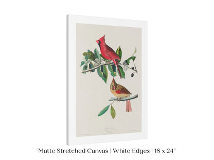 Cardinal Grosbeak Illustration | P49 - Single Art Prints - Piccolo Fiore Prints