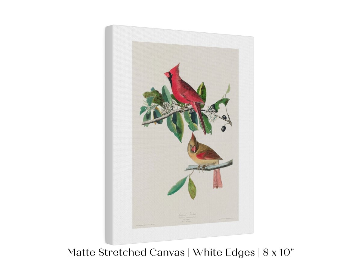 Cardinal Grosbeak Illustration | P49 - Single Art Prints - Piccolo Fiore Prints