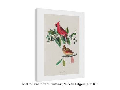 Cardinal Grosbeak Illustration | P49 - Single Art Prints - Piccolo Fiore Prints