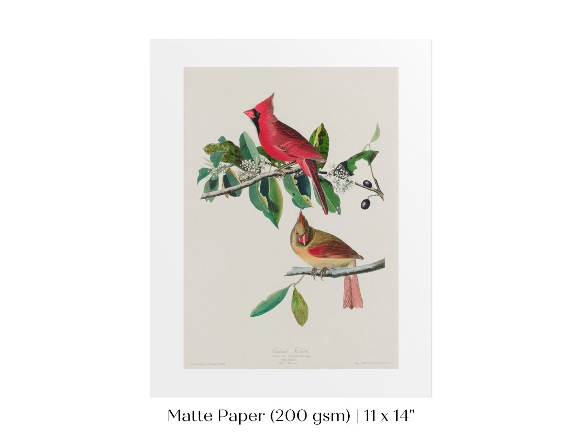Cardinal Grosbeak Illustration | P49 - Single Art Prints - Piccolo Fiore Prints