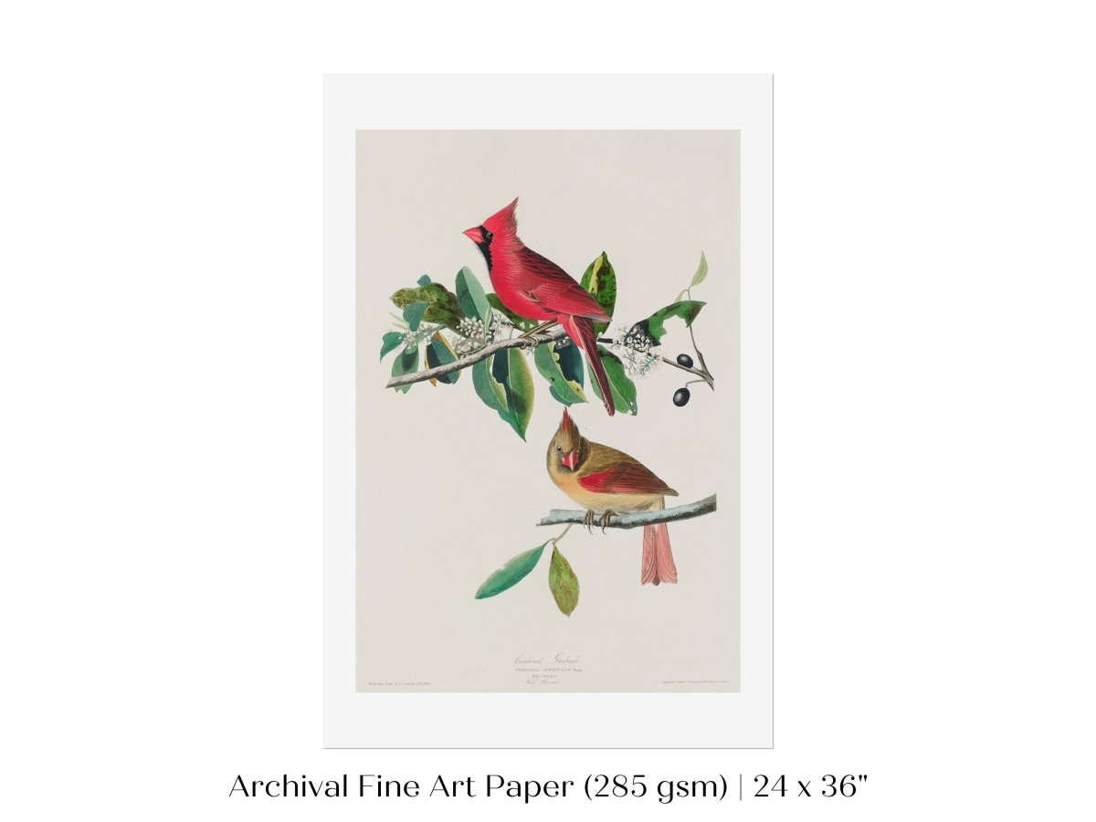 Cardinal Grosbeak Illustration | P49 - Single Art Prints - Piccolo Fiore Prints