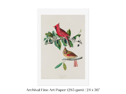 Cardinal Grosbeak Illustration | P49 - Single Art Prints - Piccolo Fiore Prints