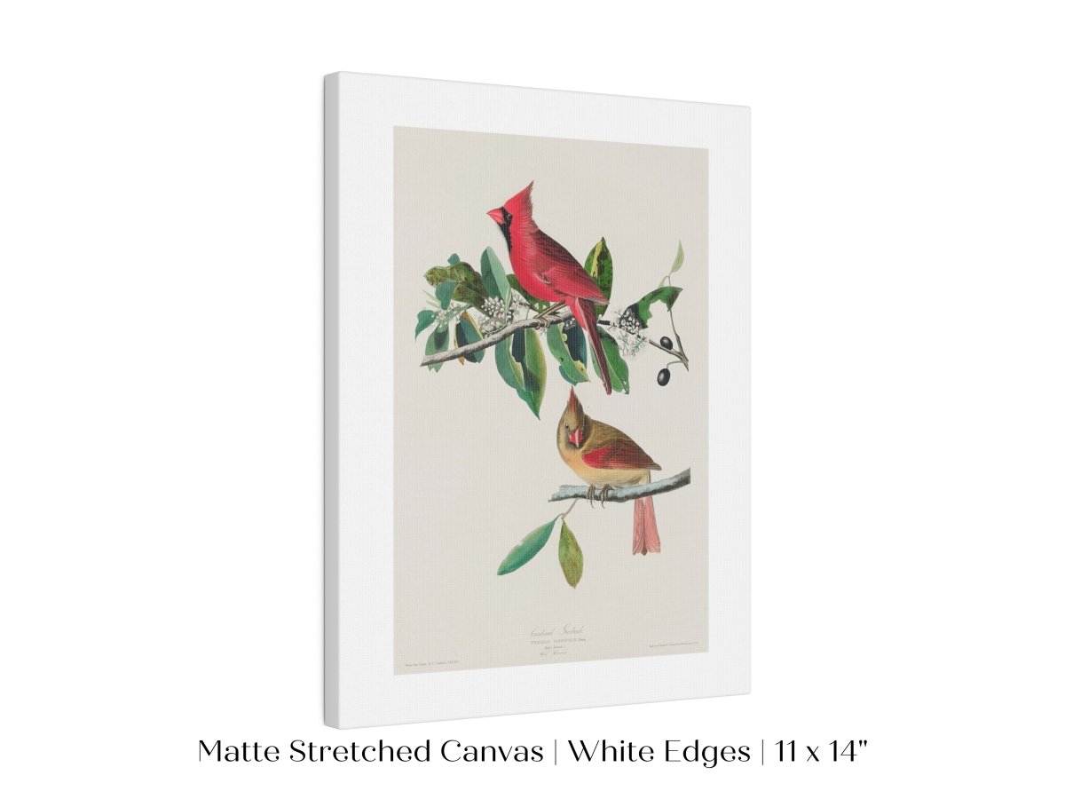 Cardinal Grosbeak Illustration | P49 - Single Art Prints - Piccolo Fiore Prints