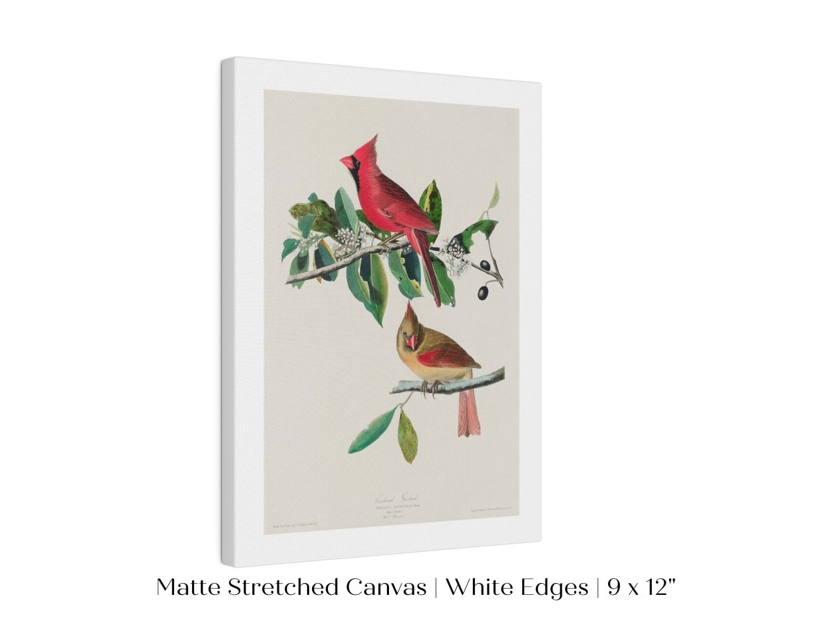 Cardinal Grosbeak Illustration | P49 - Single Art Prints - Piccolo Fiore Prints
