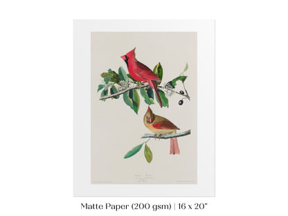 Cardinal Grosbeak Illustration | P49 - Single Art Prints - Piccolo Fiore Prints