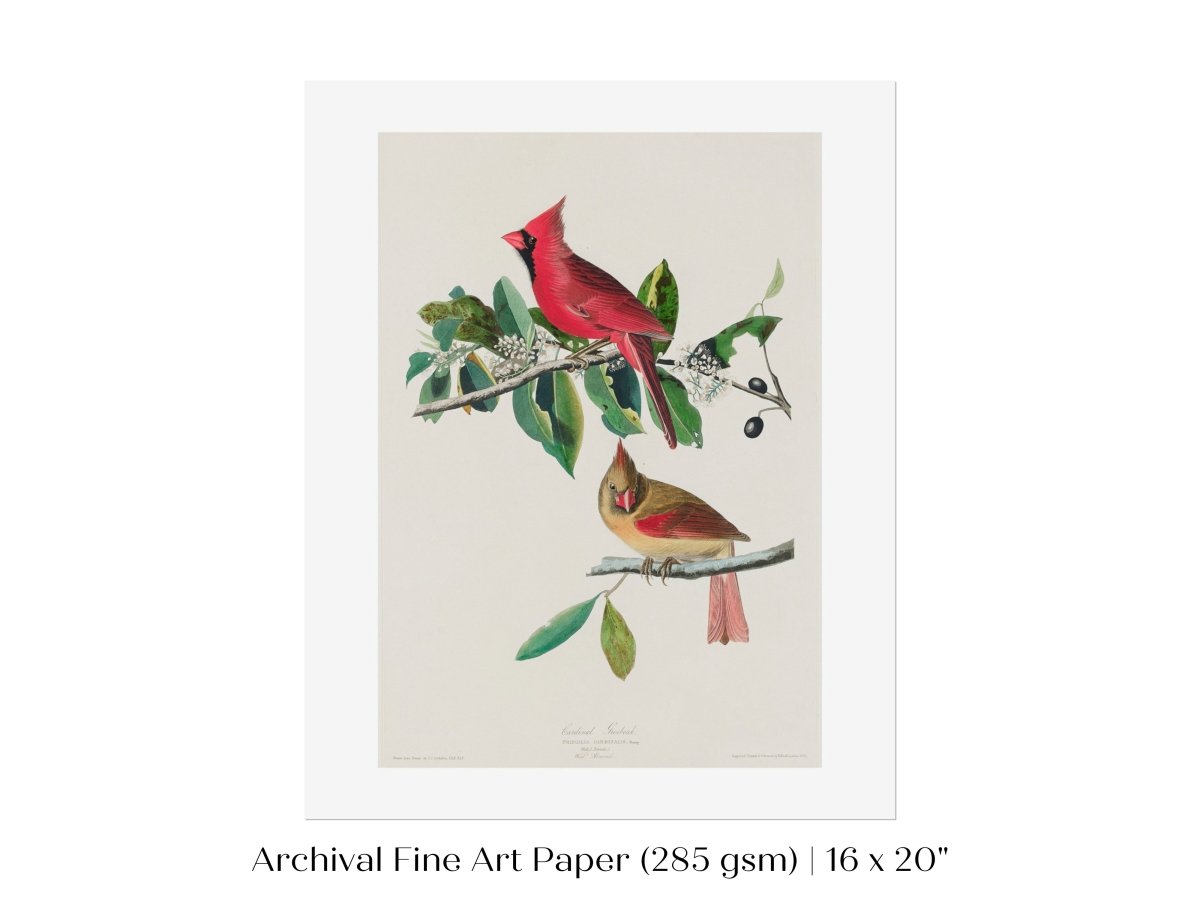 Cardinal Grosbeak Illustration | P49 - Single Art Prints - Piccolo Fiore Prints