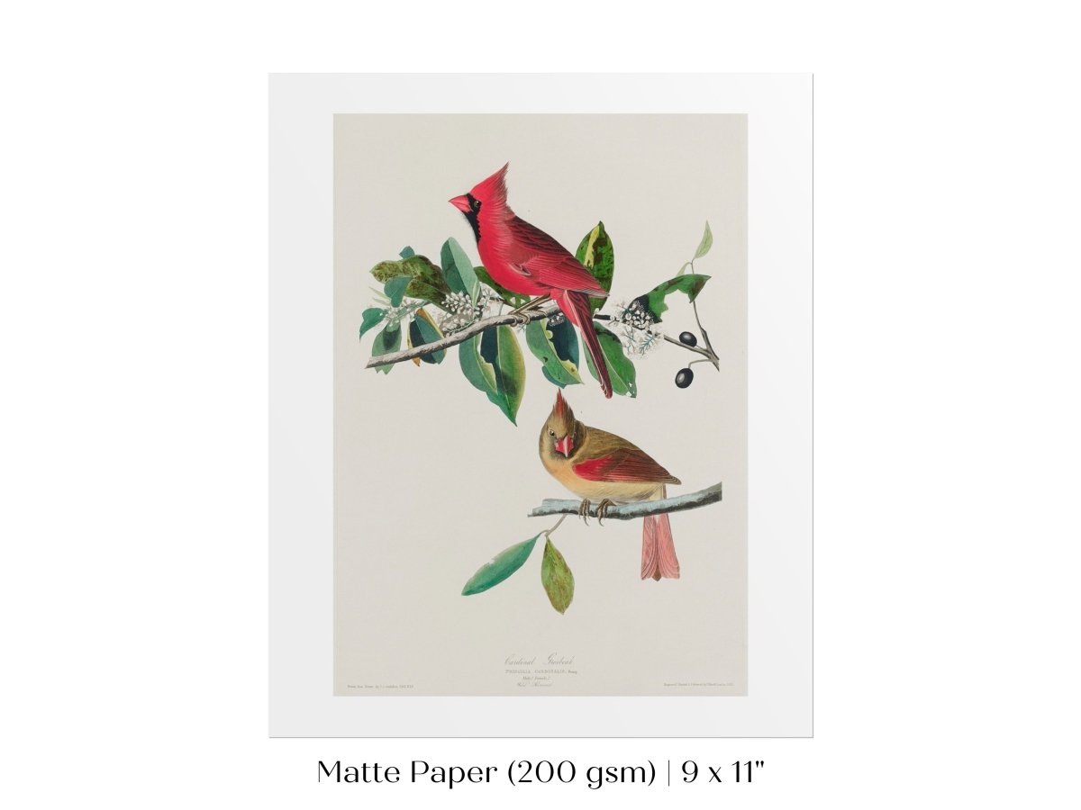 Cardinal Grosbeak Illustration | P49 - Single Art Prints - Piccolo Fiore Prints