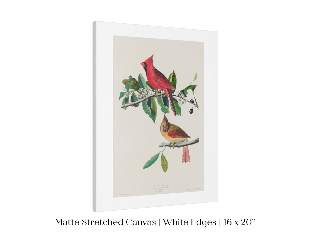 Cardinal Grosbeak Illustration | P49 - Single Art Prints - Piccolo Fiore Prints