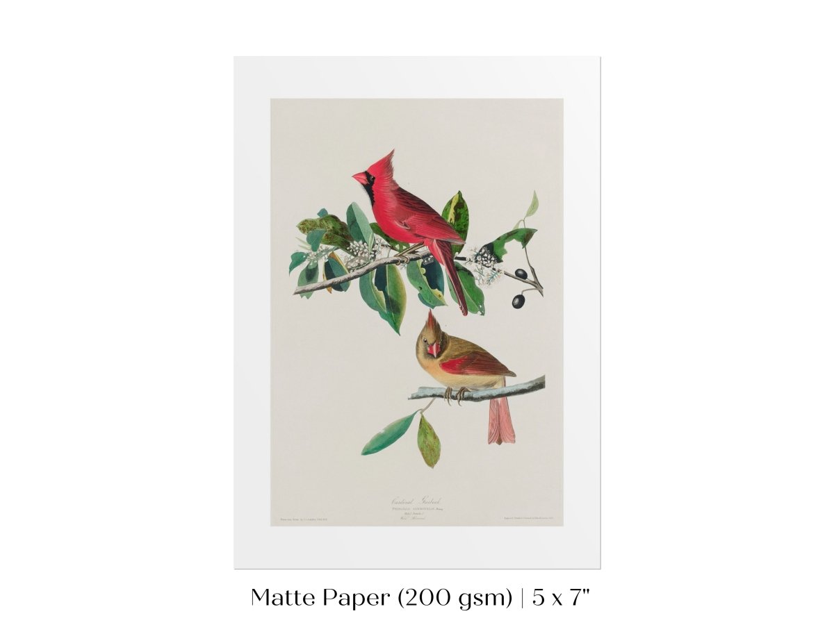 Cardinal Grosbeak Illustration | P49 - Single Art Prints - Piccolo Fiore Prints