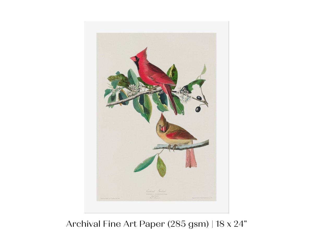 Cardinal Grosbeak Illustration | P49 - Single Art Prints - Piccolo Fiore Prints