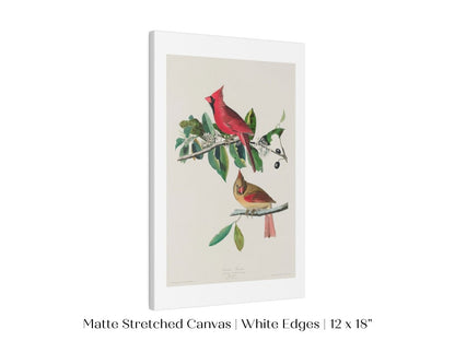 Cardinal Grosbeak Illustration | P49 - Single Art Prints - Piccolo Fiore Prints