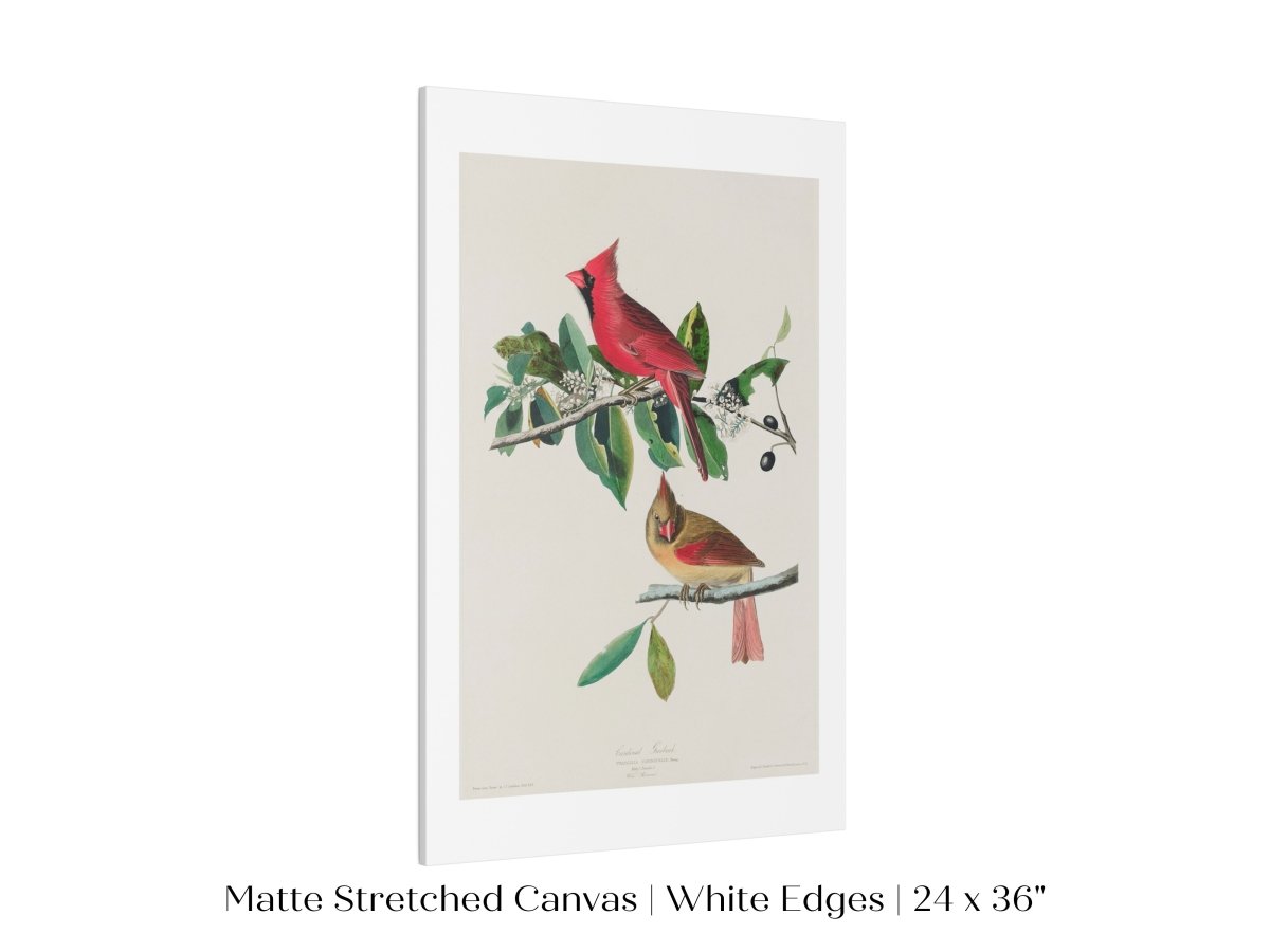 Cardinal Grosbeak Illustration | P49 - Single Art Prints - Piccolo Fiore Prints