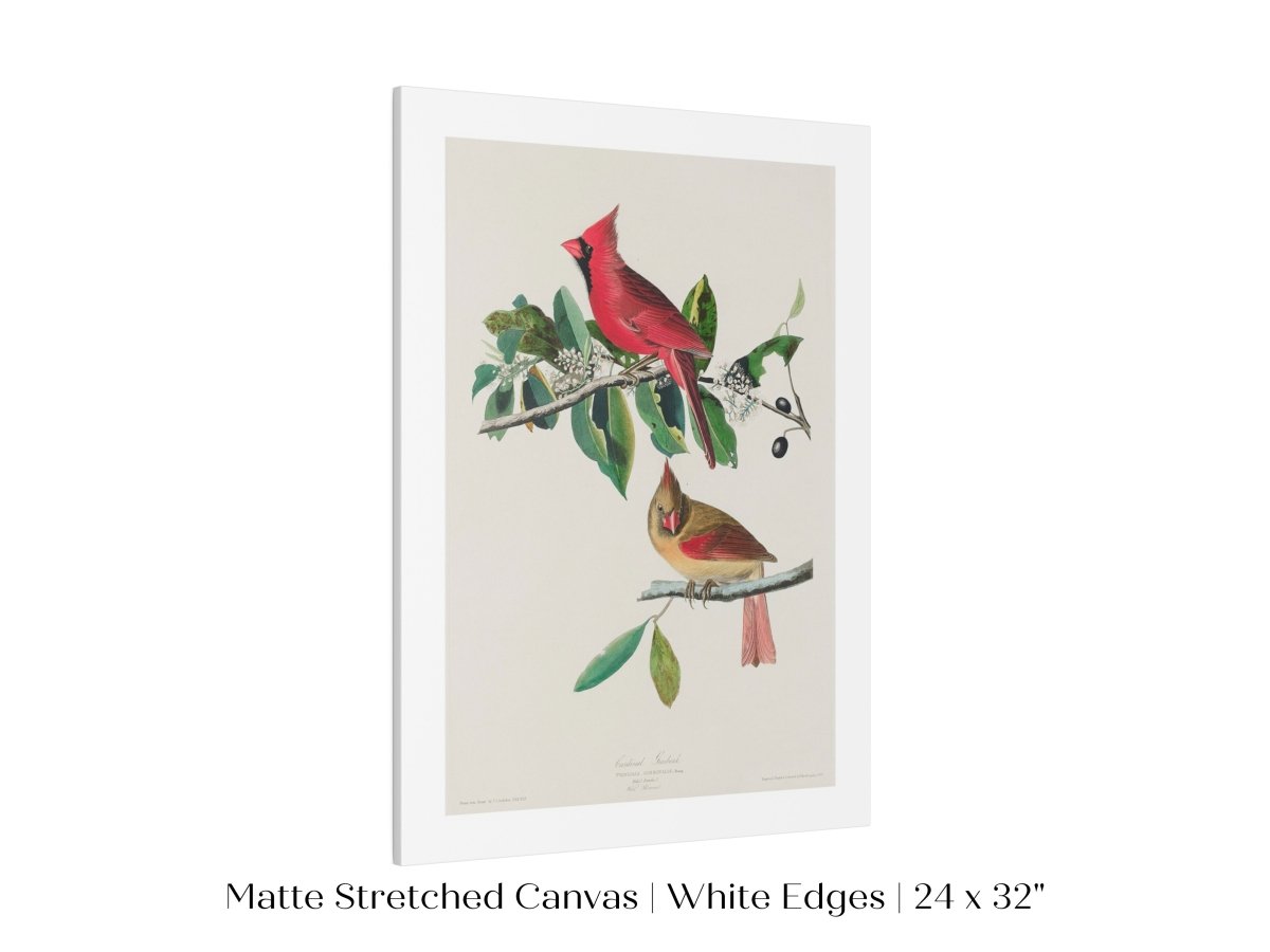 Cardinal Grosbeak Illustration | P49 - Single Art Prints - Piccolo Fiore Prints