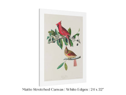 Cardinal Grosbeak Illustration | P49 - Single Art Prints - Piccolo Fiore Prints