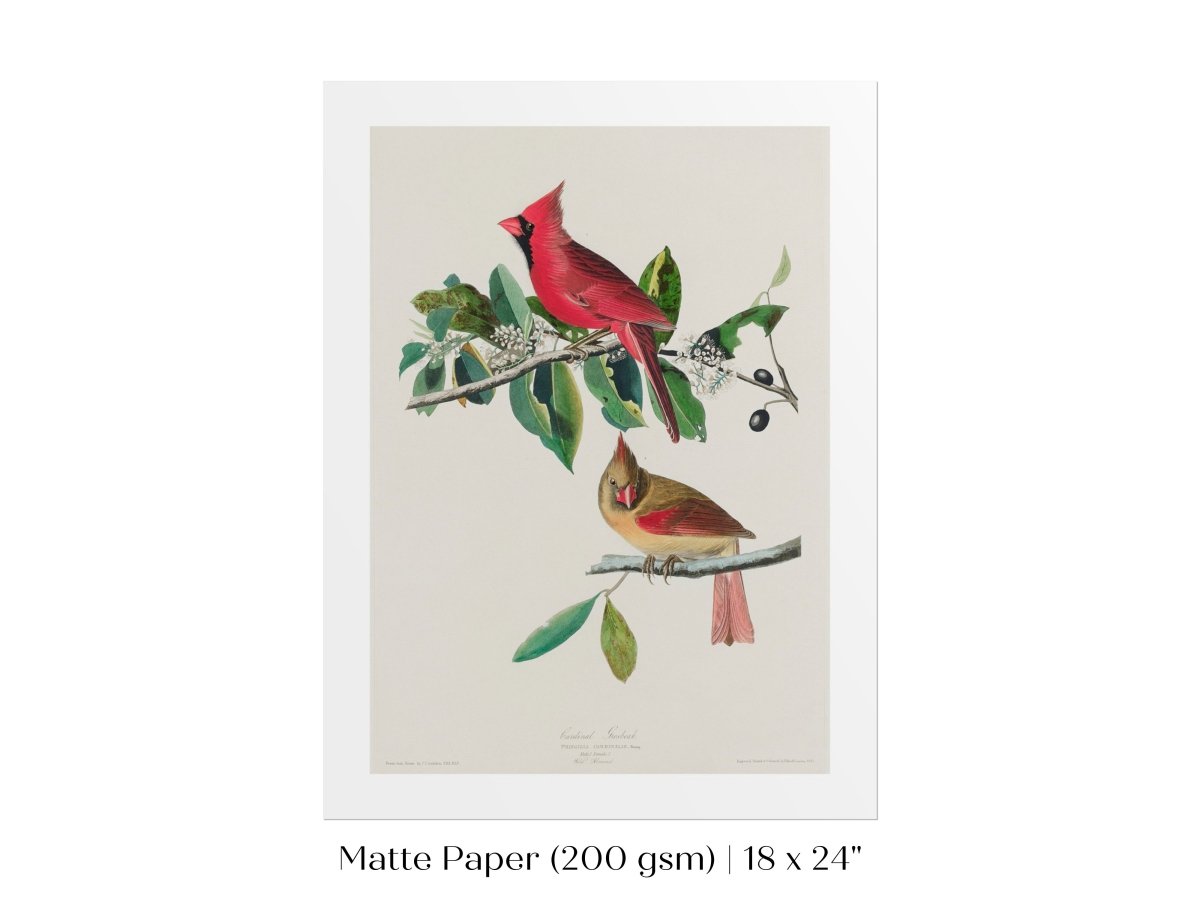 Cardinal Grosbeak Illustration | P49 - Single Art Prints - Piccolo Fiore Prints
