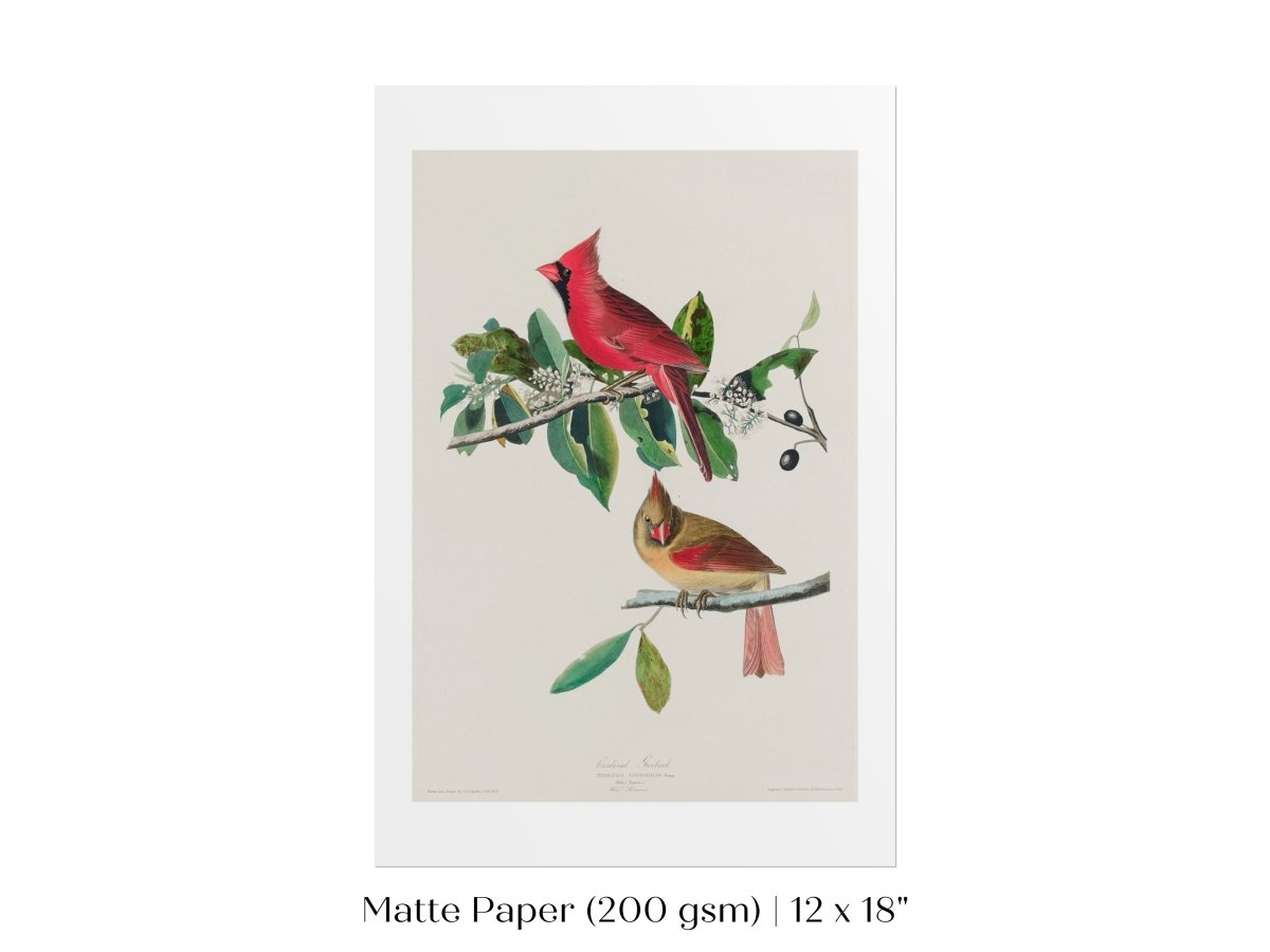 Cardinal Grosbeak Illustration | P49 - Single Art Prints - Piccolo Fiore Prints