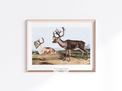 Caribou | P65 - Single Art Prints - Piccolo Fiore Prints