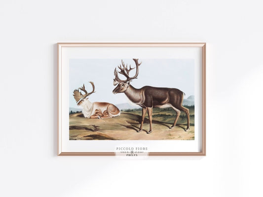 Caribou | P65 - Single Art Prints - Piccolo Fiore Prints