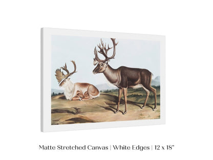 Caribou | P65 - Single Art Prints - Piccolo Fiore Prints