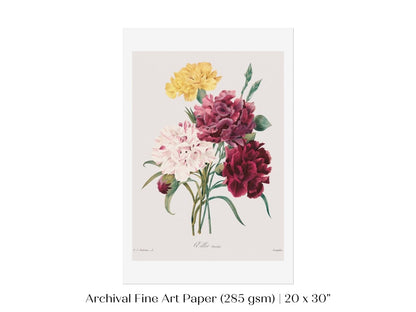 Carnations | P493 - Single Art Prints - Piccolo Fiore Prints