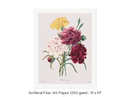 Carnations | P493 - Single Art Prints - Piccolo Fiore Prints