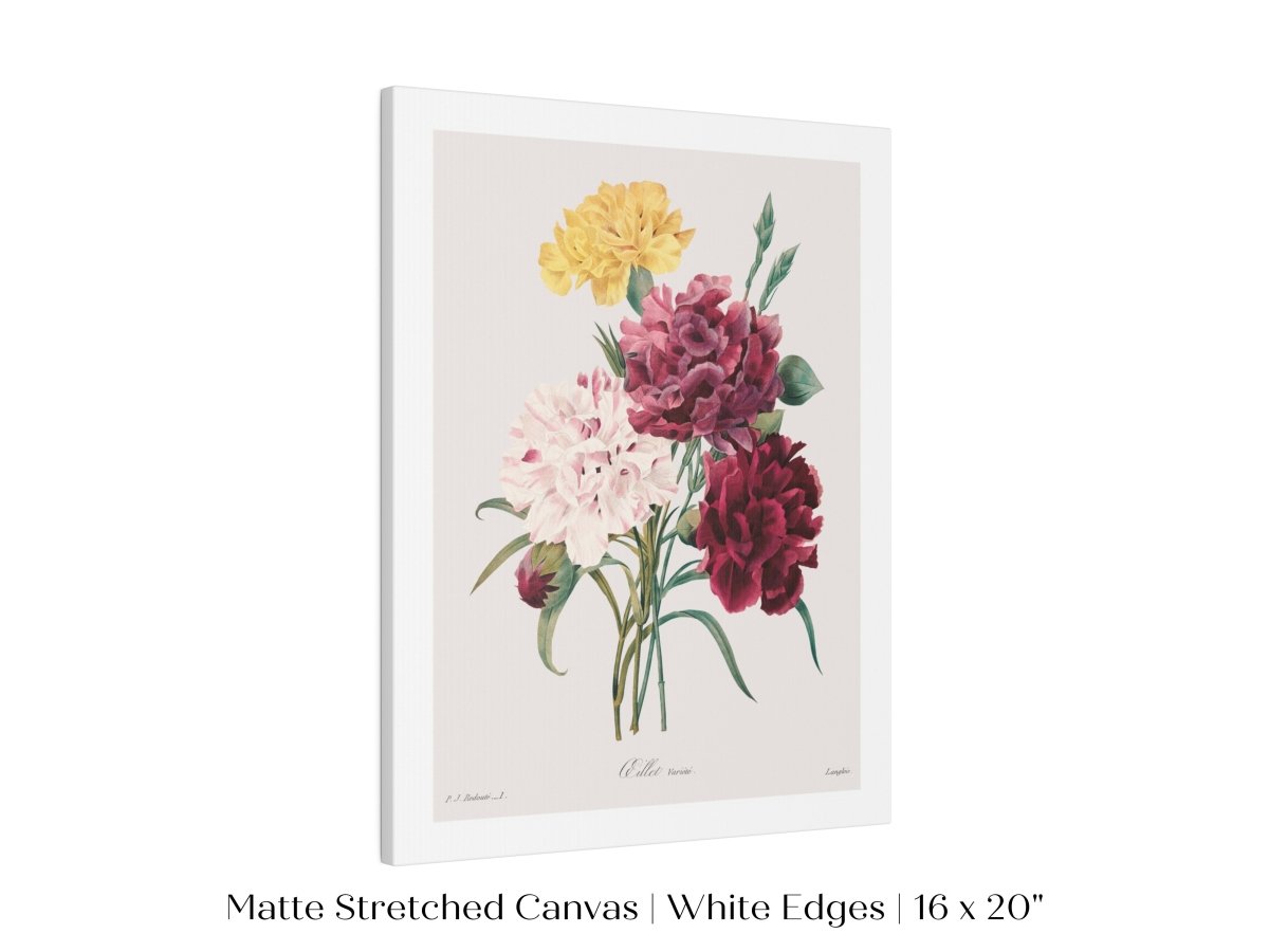 Carnations | P493 - Single Art Prints - Piccolo Fiore Prints