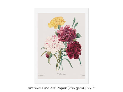 Carnations | P493 - Single Art Prints - Piccolo Fiore Prints