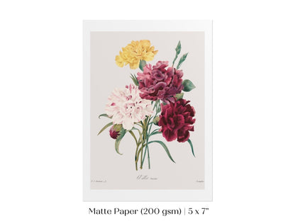 Carnations | P493 - Single Art Prints - Piccolo Fiore Prints
