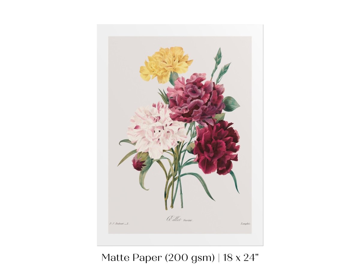 Carnations | P493 - Single Art Prints - Piccolo Fiore Prints
