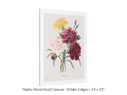 Carnations | P493 - Single Art Prints - Piccolo Fiore Prints