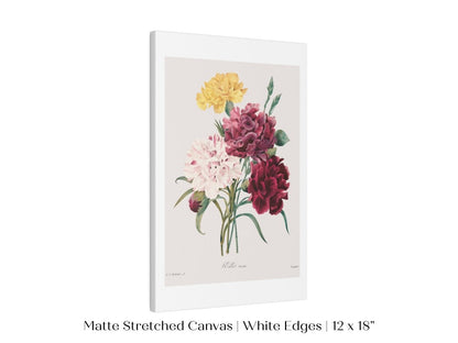 Carnations | P493 - Single Art Prints - Piccolo Fiore Prints