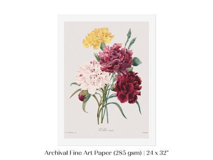 Carnations | P493 - Single Art Prints - Piccolo Fiore Prints